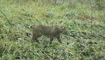 161111-bear-in-the-woods